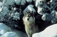 Wolf im Schnee