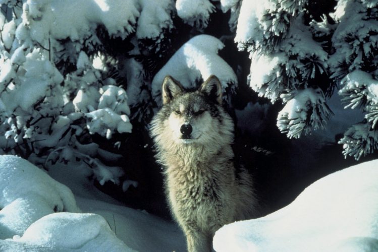 Wolf im Schnee